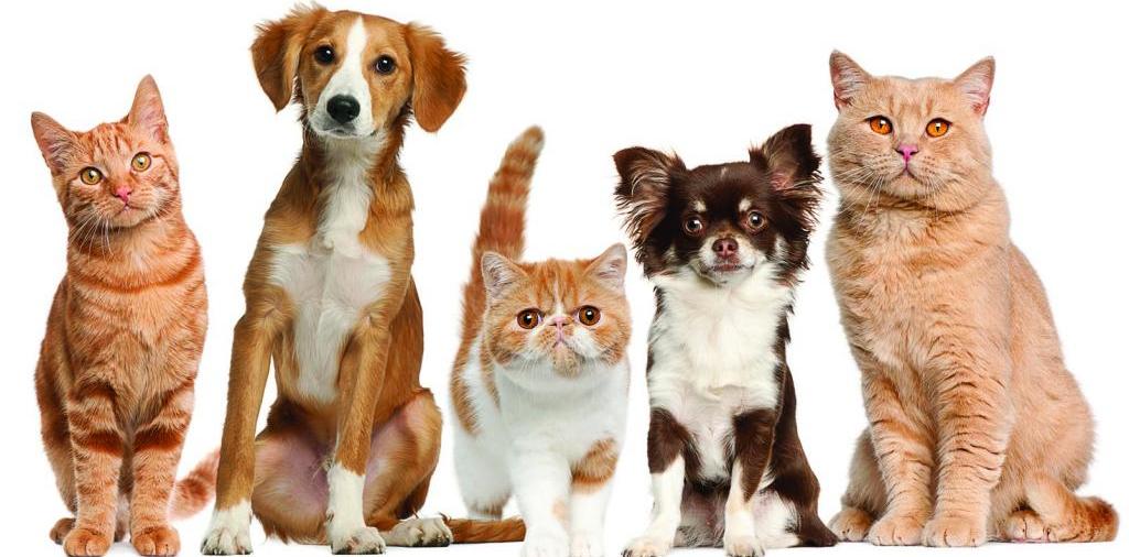Доска объявлений о животных | ЗооТом - продажа, вязка и услуги для животных в Торбеево