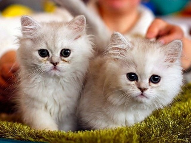 Породы кошек в Торбеево | ЗооТом портал о животных