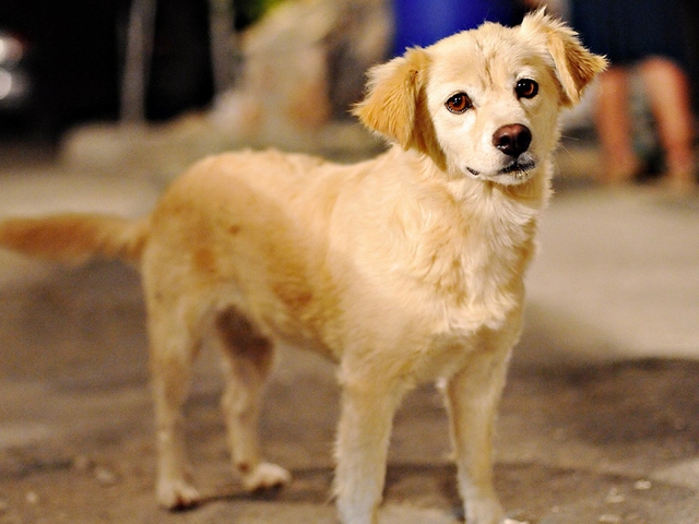 Породы собак в Торбеево | ЗооТом портал о животных