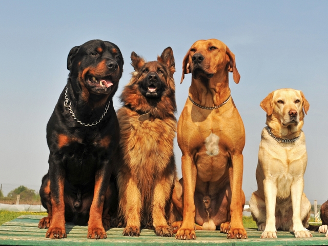 Крупные породы собак в Торбеево | ЗооТом портал о животных