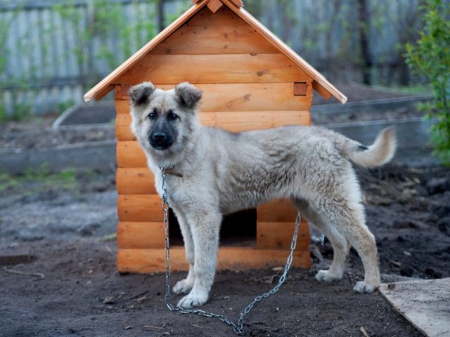 Все о собаках в Торбеево